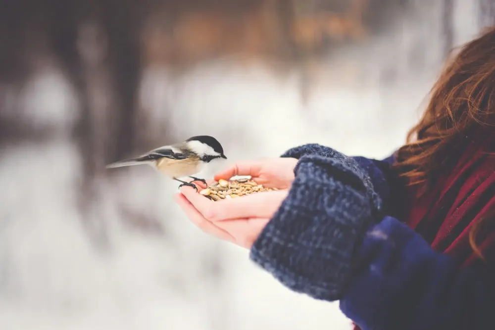 Anna, de la cité des nuages et des oiseaux, par Catherine Corbeau