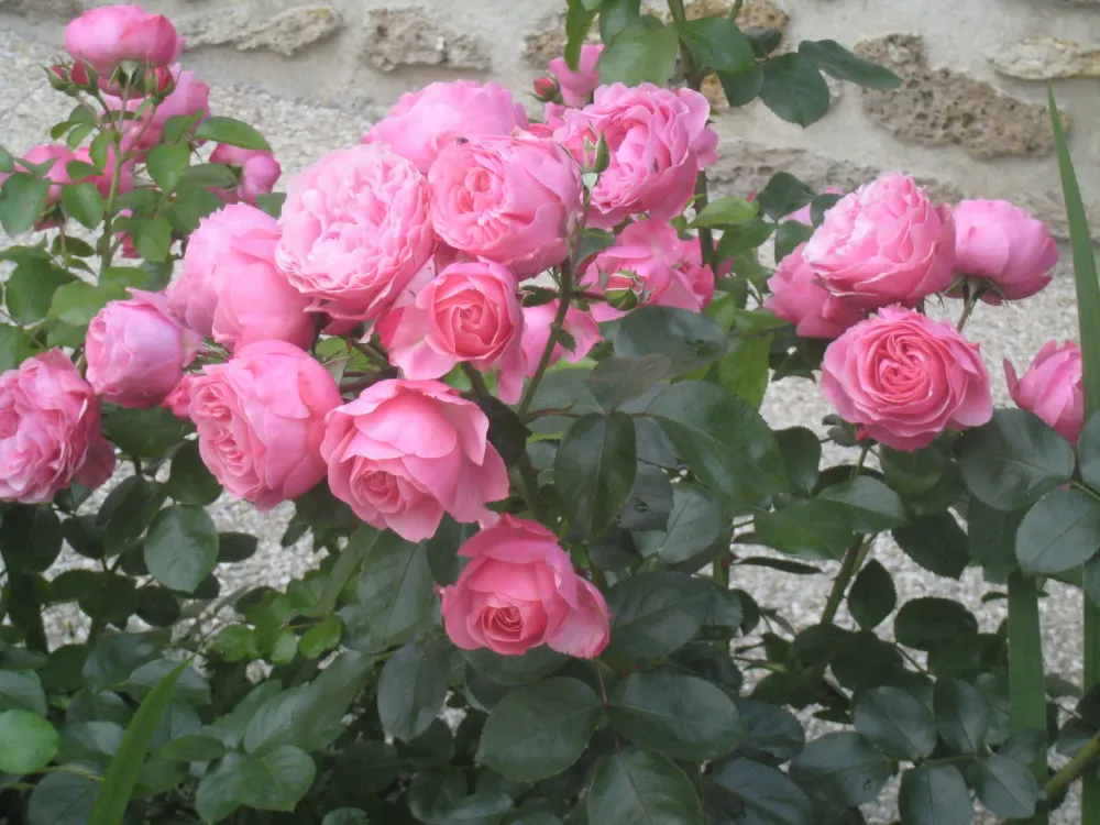 Heureux effets du croisement des roses et de la génétique, par Didier Chabbert