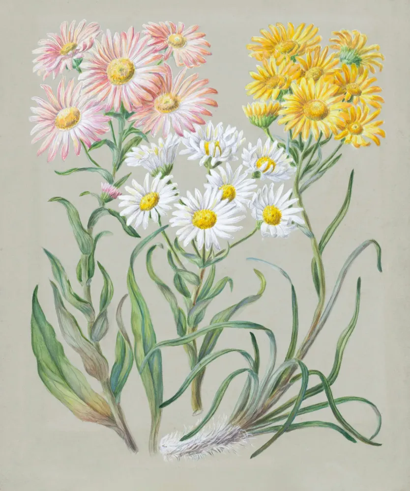 Une marguerite, par Florence Valat