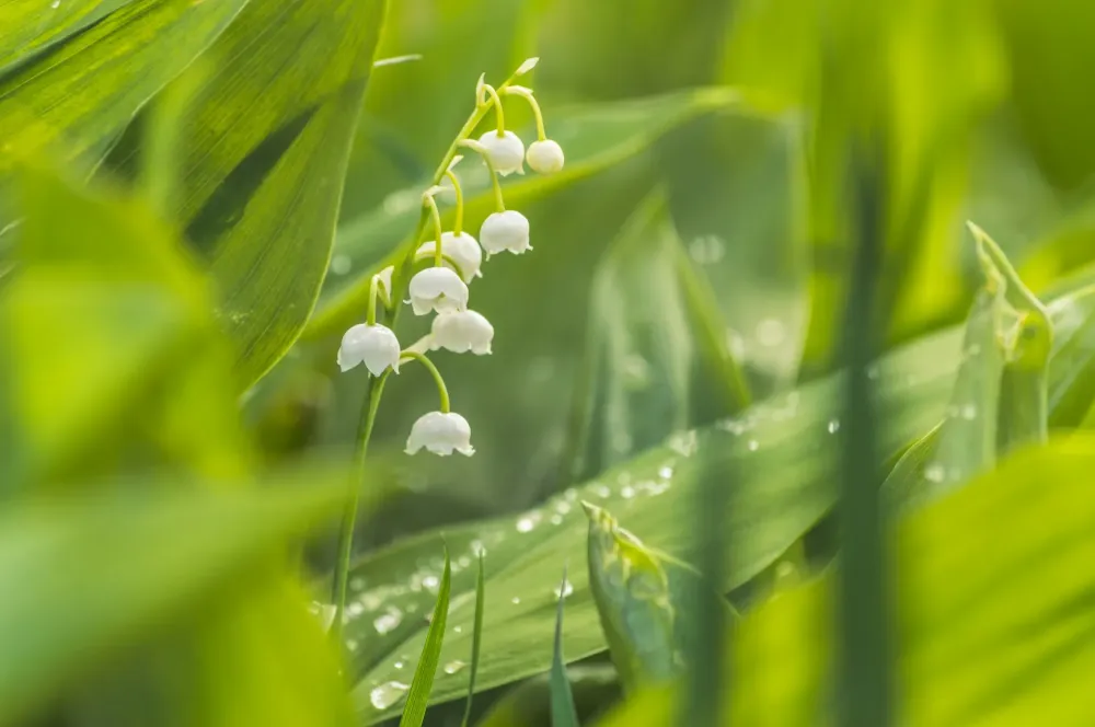 Sur des haïkus de printemps, par Nyckie Alause