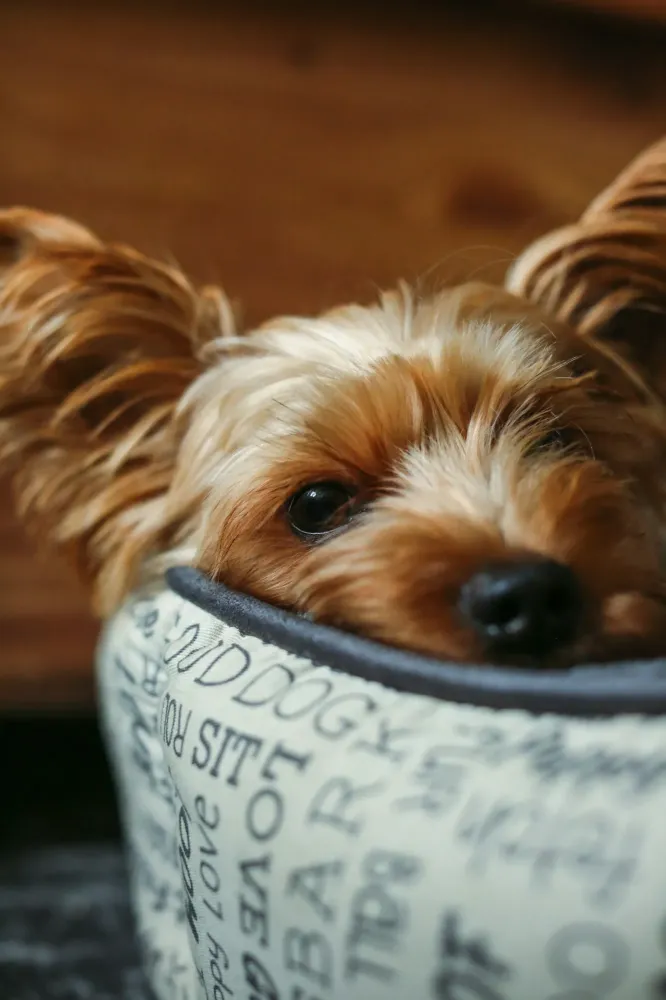 Petit chien cherche grand amour, par Elisabeth Averous