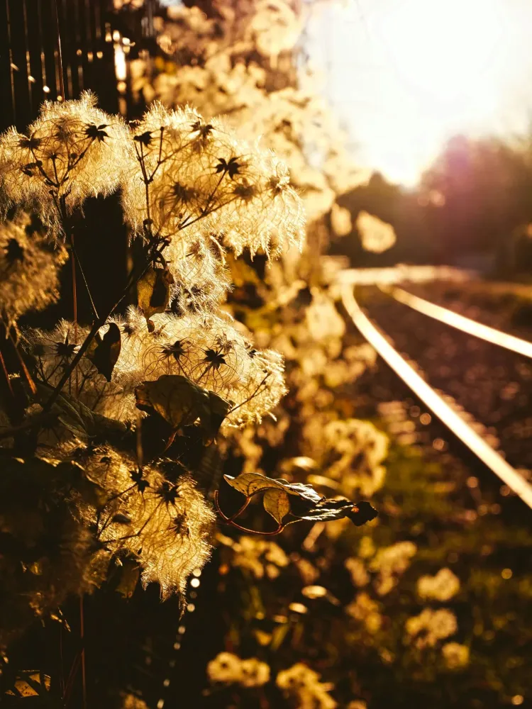 J'ai raté le train de l'atelier! par Aline Nocella